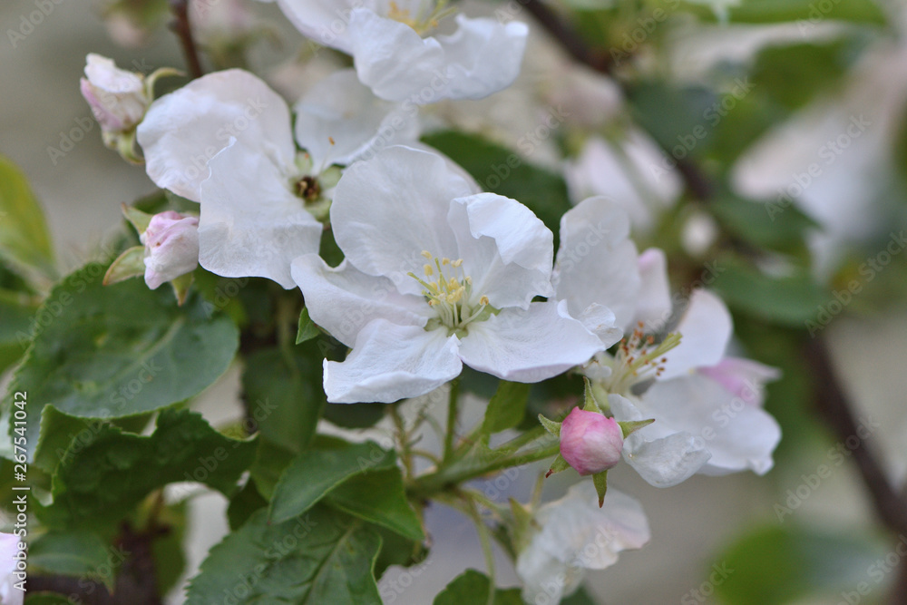 blooming apple tree in spring