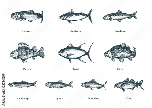 Illustration of fishes on white background. Drawn seafood set in engraving style. Sketches collection in vector.