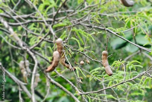 Fresh Tamarind Fruit on Tree with Selective Focus
