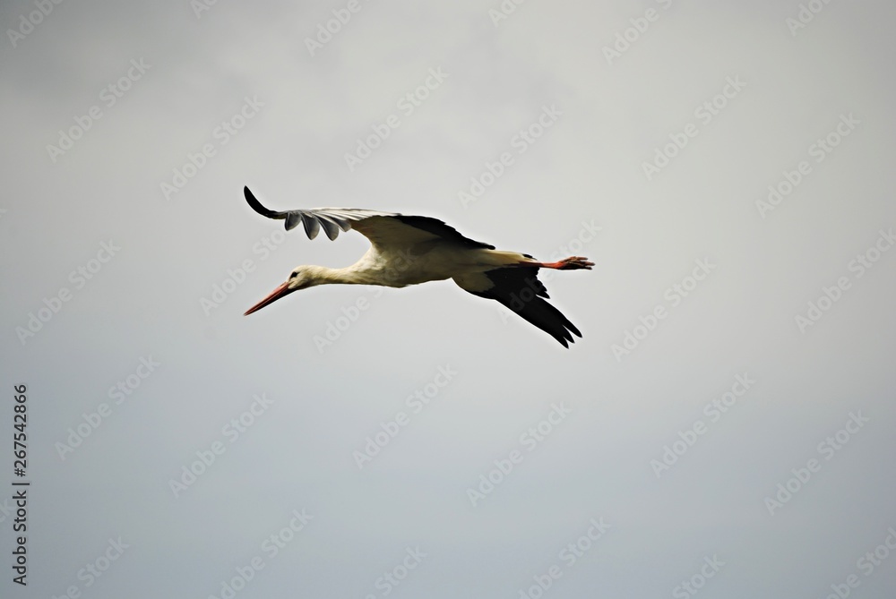Obraz premium Cigogne