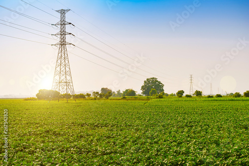 Pole high-voltage power lines that cross the farm crops, large green., Soybean fields with fresh green leaves in the spring with a blue background in Thailand.