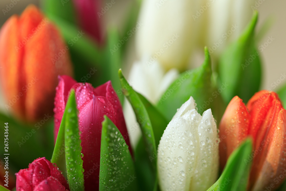 Tulip flower close up, with green leaf background Tulip flower close up, with green leaf background
