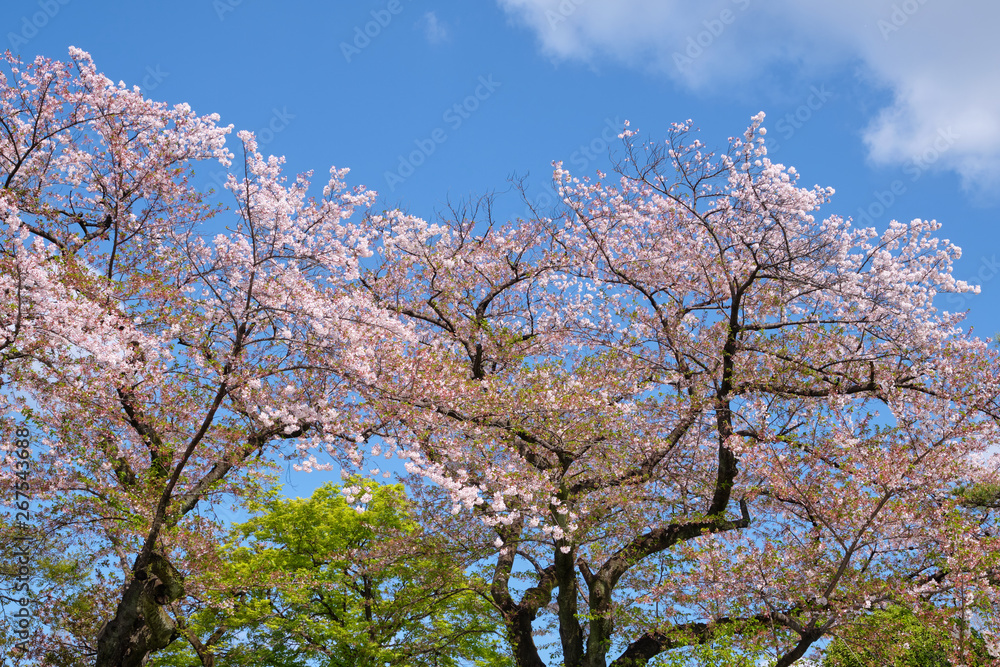 Pink cherry blossom trees and maple trees with green leaves against to beautiful blue sky in background Pink cherry blossom trees and maple trees with green leaves against to beautiful blue sky in background