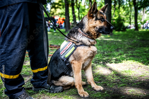 Photography Rescue dog sits near the owner.