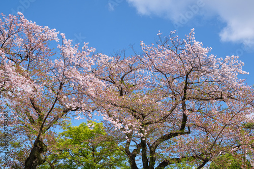 Pink cherry blossom trees and maple trees with green leaves against to beautiful blue sky in background