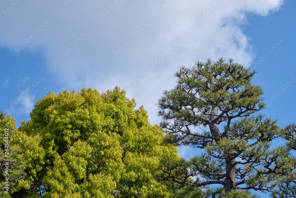 Green leaf Japanese maple trees and japanese black pine trees with beautiful blue sky background Green leaf Japanese maple trees and japanese black pine trees with beautiful blue sky background