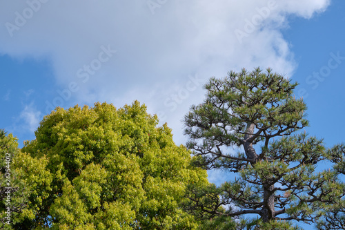 Green leaf Japanese maple trees and japanese black pine trees with beautiful blue sky background