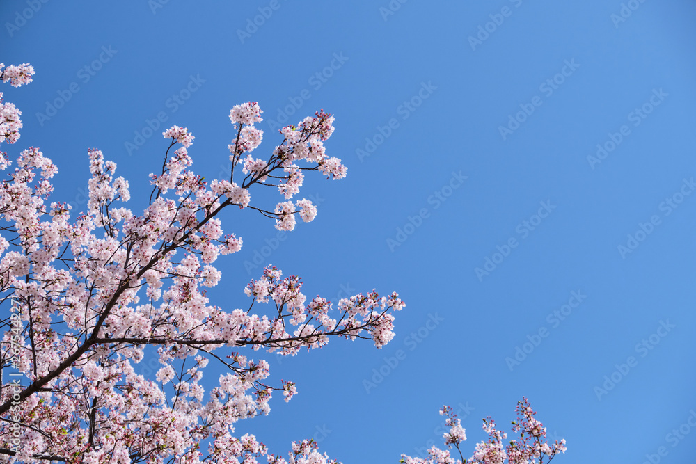 Cherry blossom or sakura is blooming on the trees in light pink color with clear blue sky background Cherry blossom or sakura is blooming on the trees in light pink color with clear blue sky background