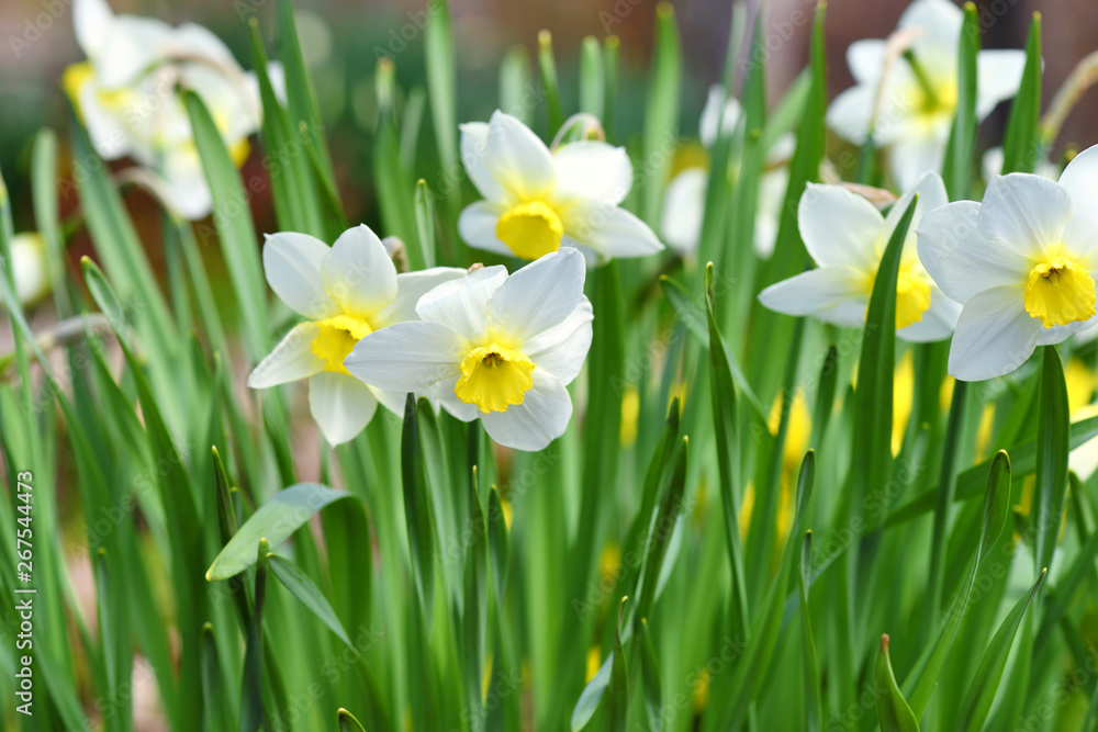 Narcissus flower, daffodils. Spring flowers in the garden Narcissus flower, daffodils. Spring flowers in the garden