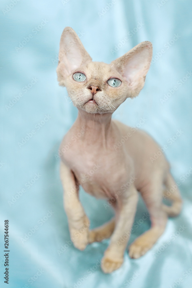 Close-up view of a Devon Rex kitten with beautiful blue eyes. Cute cat sitting on a soft couch