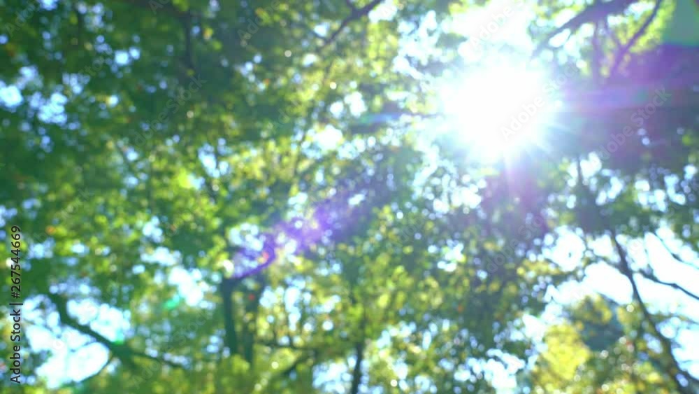 新緑・逆光・ぼかし