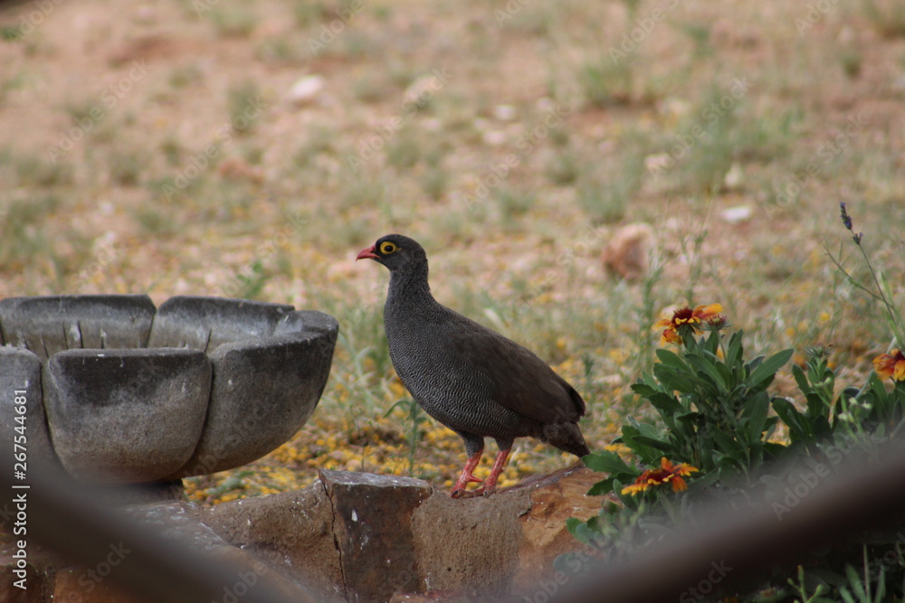 Obraz premium Francolin