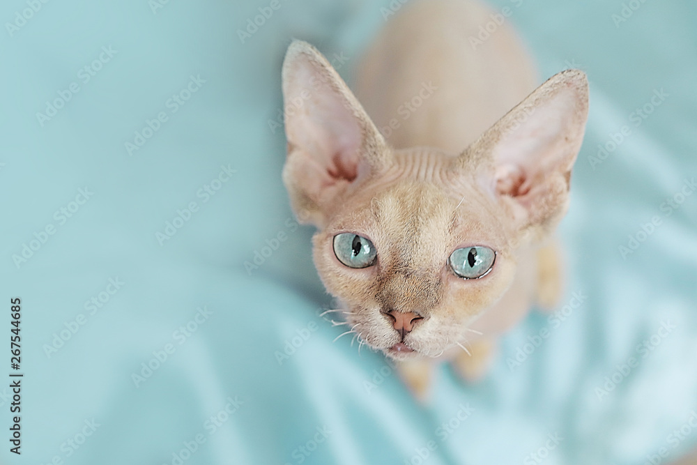 Close-up view of a Devon Rex kitten with beautiful blue eyes. Cute cat sitting on a soft couch