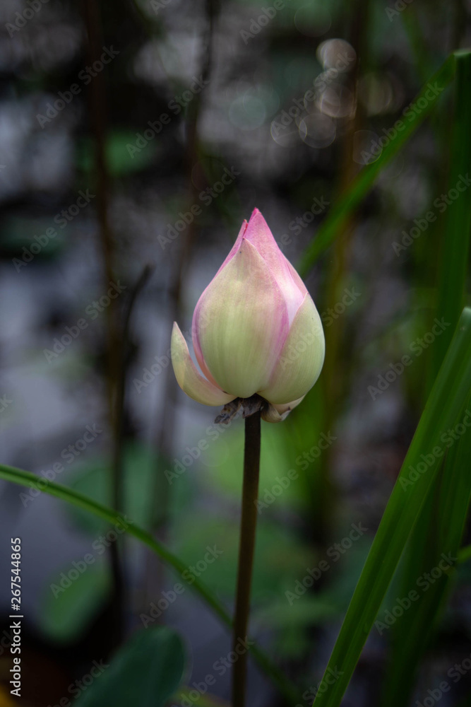 pink Lotus bud  beautiful Bokeh background