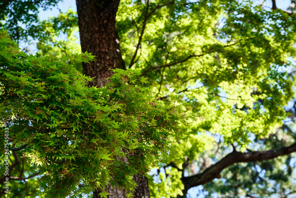 Fototapeta premium Beautiful green leaves of japanese maple trees in the spring season