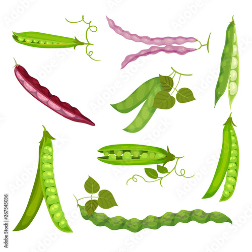 Set of images of pea pods and beans. Vector illustration on white background.