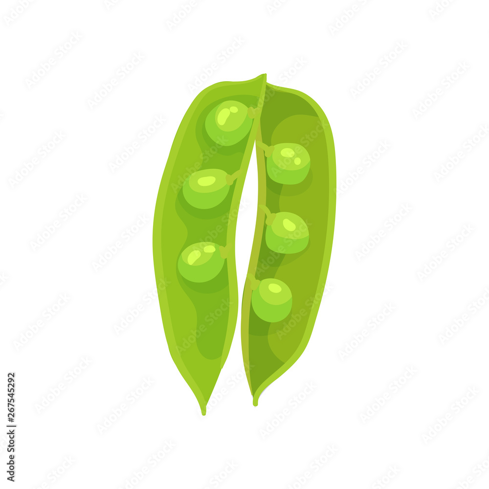 Green open pod with peas. Vector illustration on white background. Green open pod with peas. Vector illustration on white background.