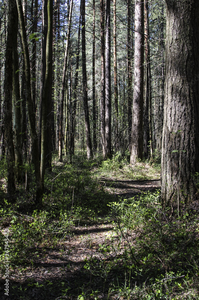 Green forest with a path. Sunny spring day. Green forest with a path. Sunny spring day.