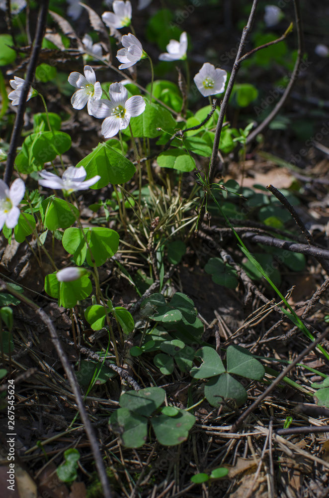 Small wild flowers are in a green spring forest Small wild flowers are in a green spring forest