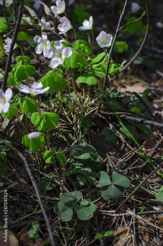 Small wild flowers are in a green spring forest