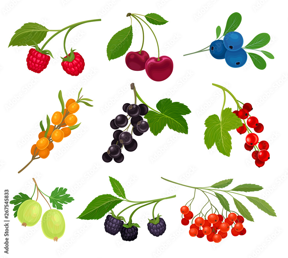 Collection of different varieties of berries on the stem with leaves. Vector illustration on white background. Collection of different varieties of berries on the stem with leaves. Vector illustration on white background.