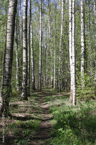 Fototapeta Naklejka Na Ścianę i Meble -  Green forest with a path. Sunny spring day.