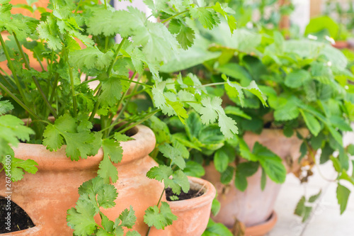 Healthy organic heirloom young coriander plants growing in terracotta planter pot on the balcony on a sunny spring day. Edible herbs and vegetables for urban gardening in Trento city, Italy, Europe 