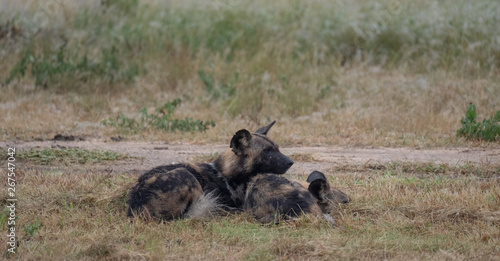 Pack of rare African wild dogs, photographed at Sabi Sands Game Reserve which has an open border with the Kruger National Park, South Africa. © Lois GoBe