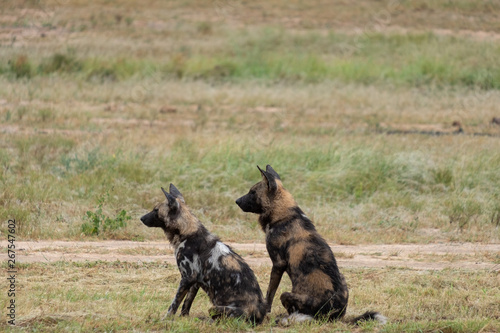 Pack of rare African wild dogs, photographed at Sabi Sands Game Reserve which has an open border with the Kruger National Park, South Africa. 