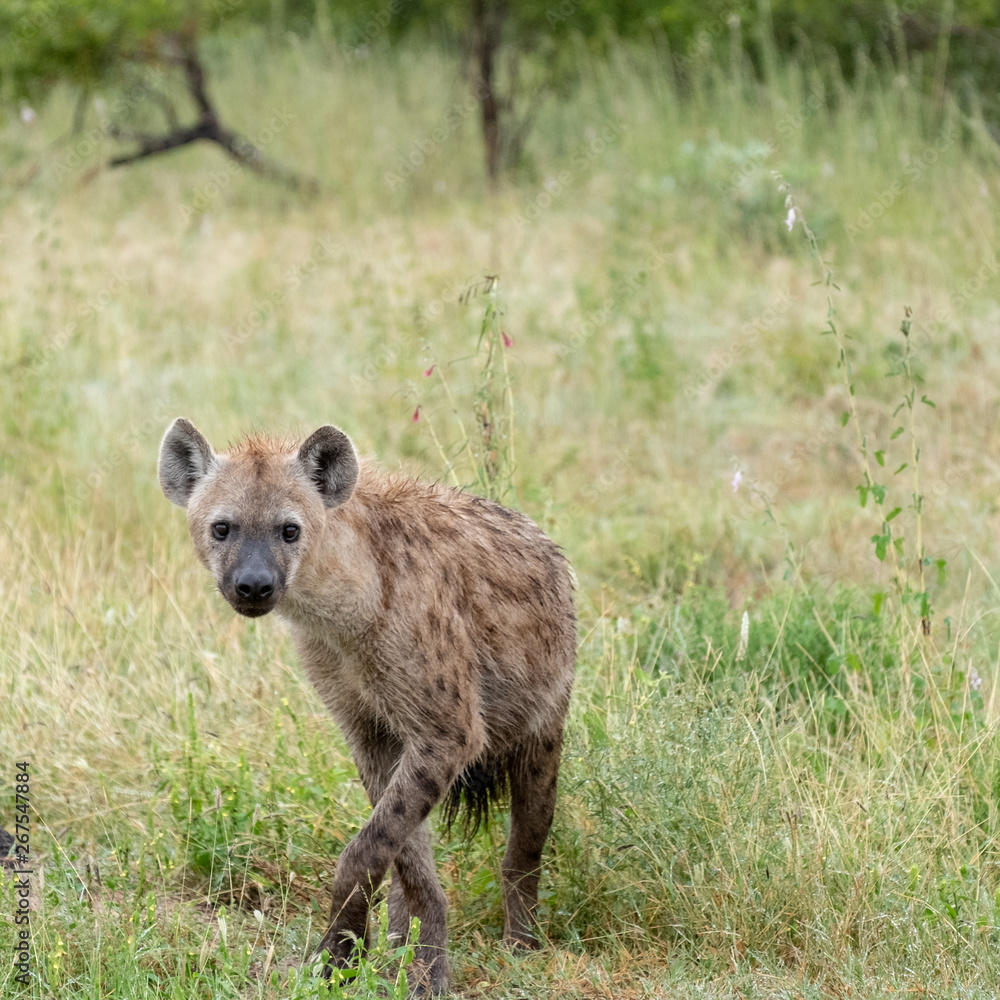 Spotted hyena in the bush, photographed in Sabi Sands, Kruger, South Africa Spotted hyena in the bush, photographed in Sabi Sands, Kruger, South Africa
