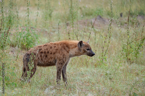 Spotted hyena in the bush, photographed in Sabi Sands, Kruger, South Africa photo