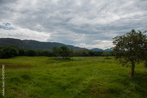 Beautiful view of coffee plantation in the state of Minas Gerais, Sao Joao Del Rei, Brazil photo