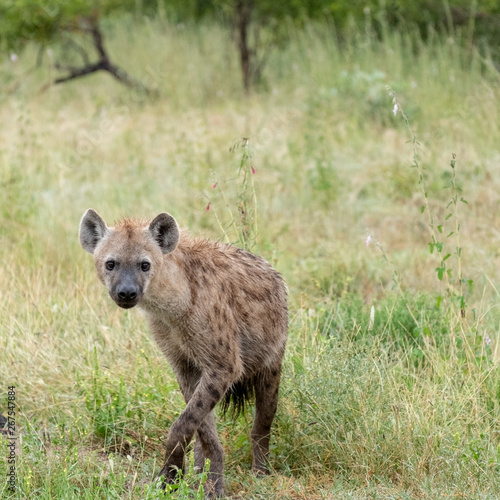 Spotted hyena in the bush, photographed in Sabi Sands, Kruger, South Africa