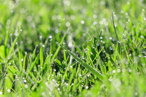 Green grass with water drops after rain on morning