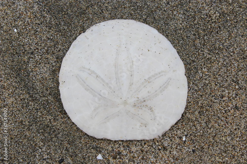 Sand dollar