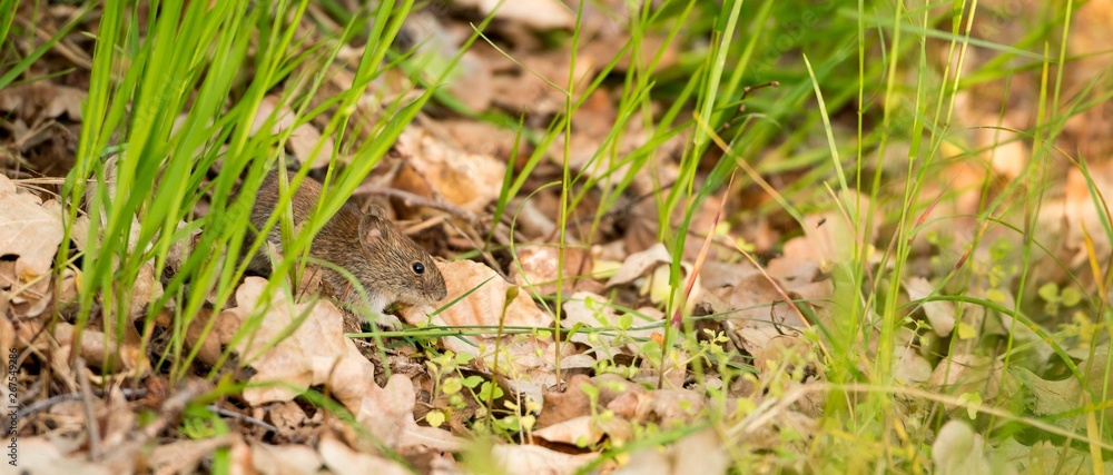 Rötelmaus oder Waldwühlmaus (Myodes glareolus, Syn.: Clethrionomys glareolus) sitzt zwischen Grashalmen im Wald, Niedersachsen, Deutschland, Europa Rötelmaus oder Waldwühlmaus (Myodes glareolus, Syn.: Clethrionomys glareolus) sitzt zwischen Grashalmen im Wald, Niedersachsen, Deutschland, Europa