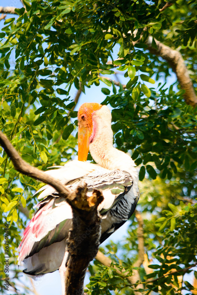 Painted Stork sitting on a tree Painted Stork sitting on a tree