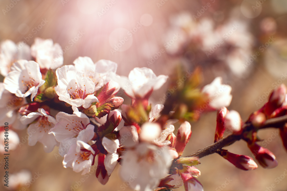 Flowering branch of apricot tree. Macro. Flowers of an apricot tree in spring in the rays of the sun and glare. White spring flowers for design and wallpaper.