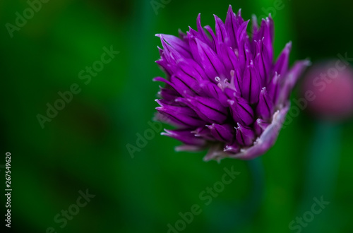 Purple flower with bokeh