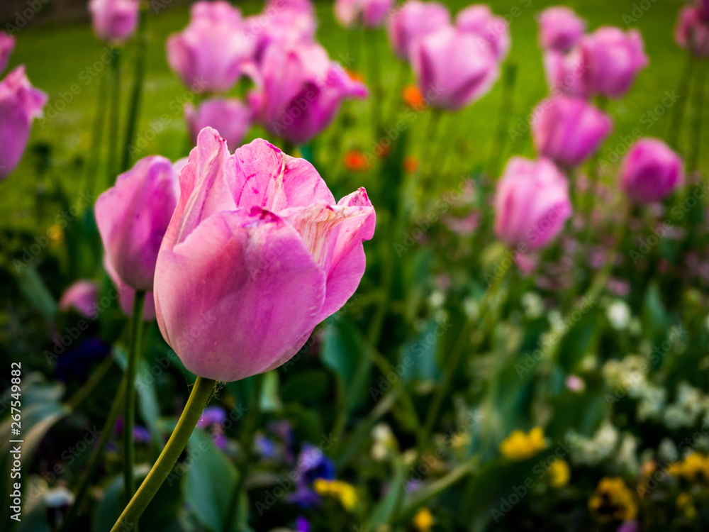 pink tulips and flowers in a field pink tulips and flowers in a field