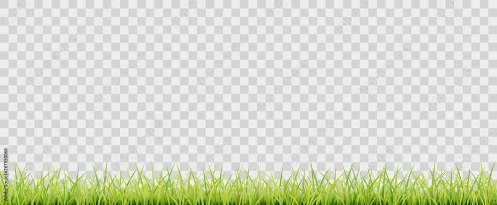 Green vector grass on transparent background Green vector grass on transparent background