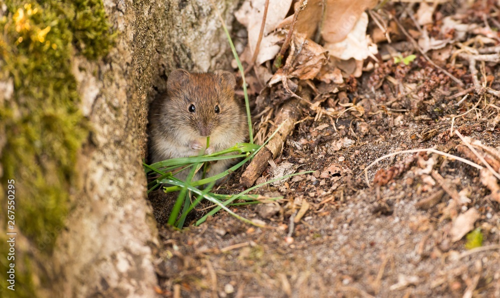 Rötelmaus oder Waldwühlmaus (Myodes glareolus, Syn.: Clethrionomys glareolus) frißt Gras im Wald, FFH-Gebiet Rötelmaus oder Waldwühlmaus (Myodes glareolus, Syn.: Clethrionomys glareolus) frißt Gras im Wald, FFH-Gebiet