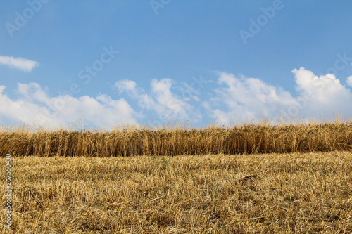 wheat field during harvest with slightly cloudy sky