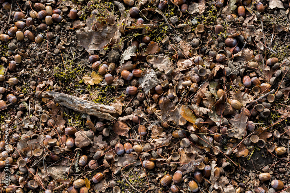 couple acorns on the ground