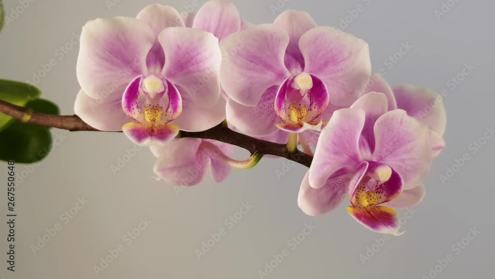 Charming flowers of a violet orchid on a white background Charming flowers of a violet orchid on a white background
