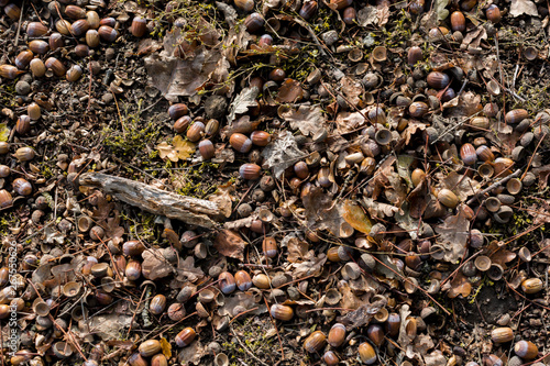 couple acorns on the ground