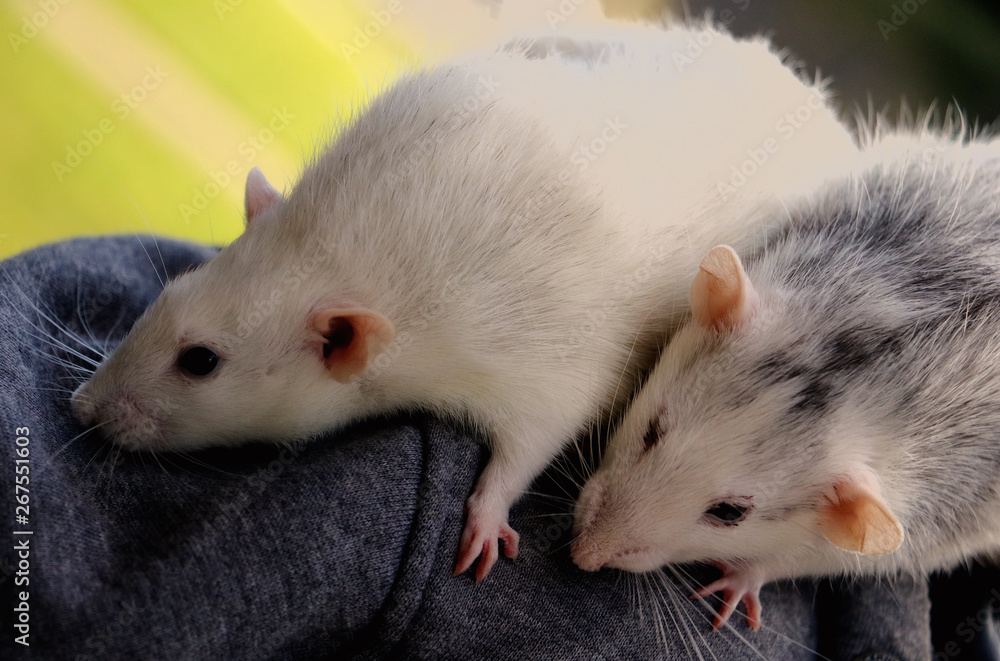 Obraz premium rat on white background