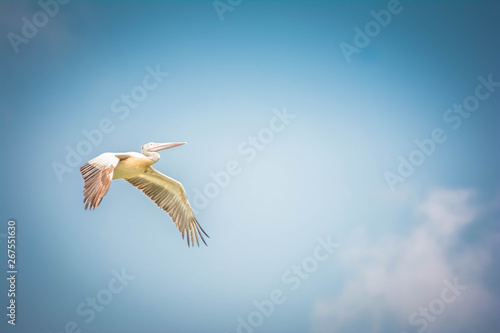 Canvas Print Grey Heron flying high in the sky