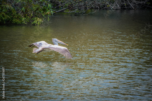 Pelican Bird Flying Over The Water
