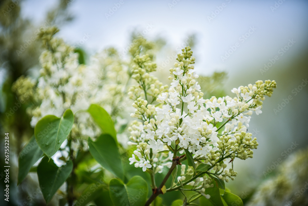 Blossoming branch of a white lilac close-up